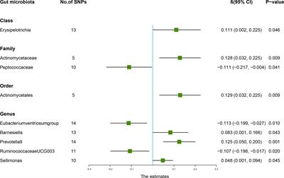 Causal effects of specific gut microbiota on bone mineral density: a two-sample Mendelian randomization study